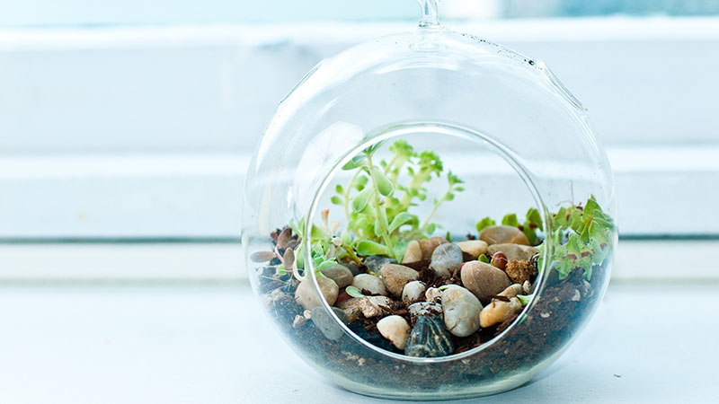 Terrarium rock garden.