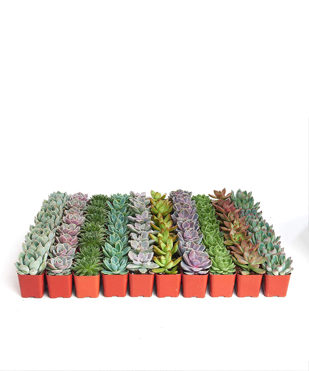 Shop succulents amazoon