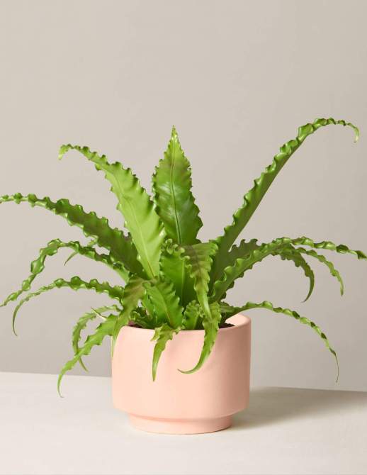 STYLECASTER | home office decor trends plants