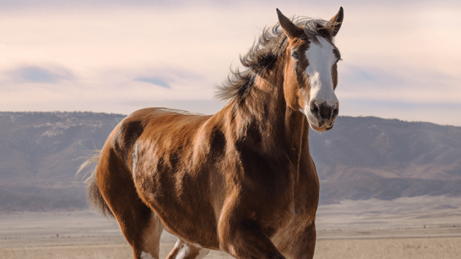 budweiser-clydesdale