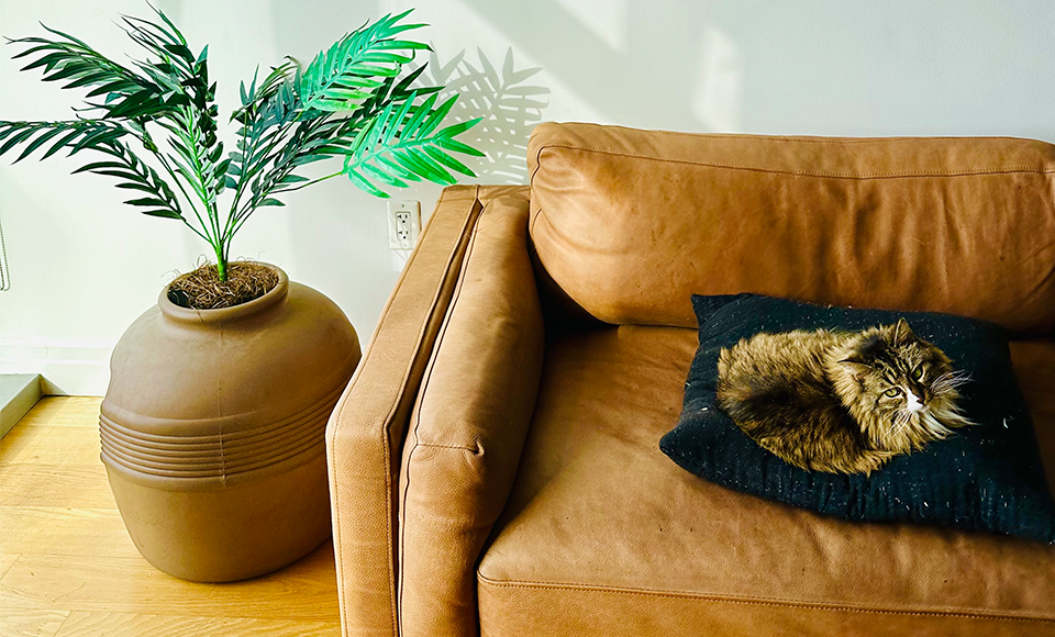 cute litter box 2023