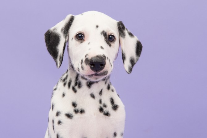 Dalmatian Puppy Dog