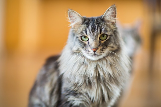 Maine Coon Cat