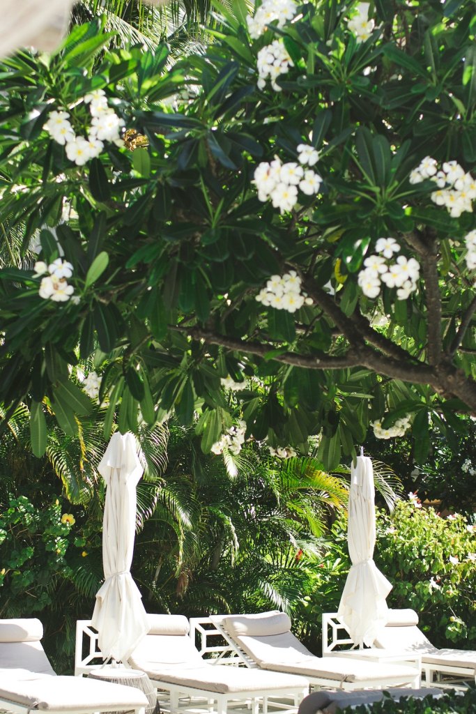 A resort with white beach chairs, white umbrellas, and white flowering trees