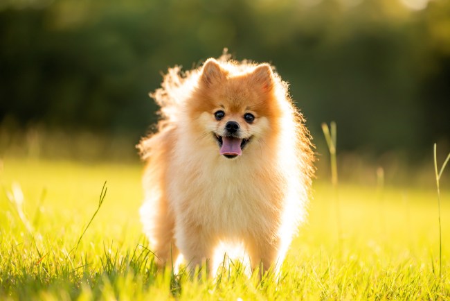 Pomeranian