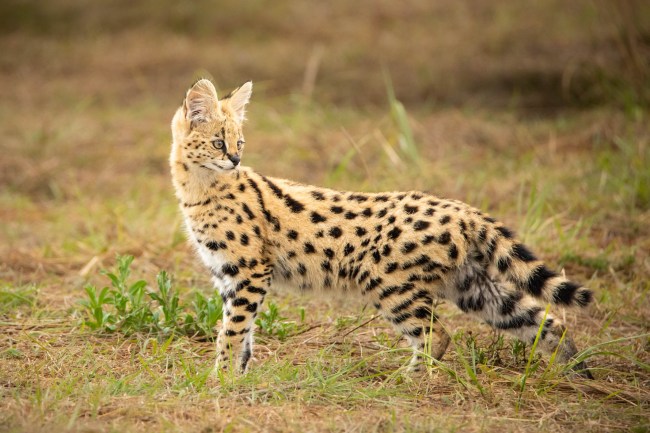 Serval