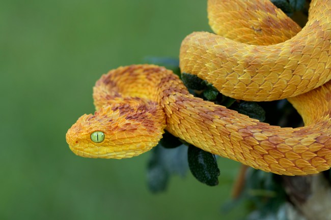 Spiny Bush Viper