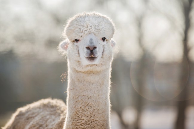 Alpaca farm animal