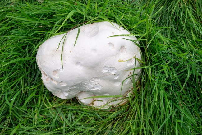 The Giant Puffball