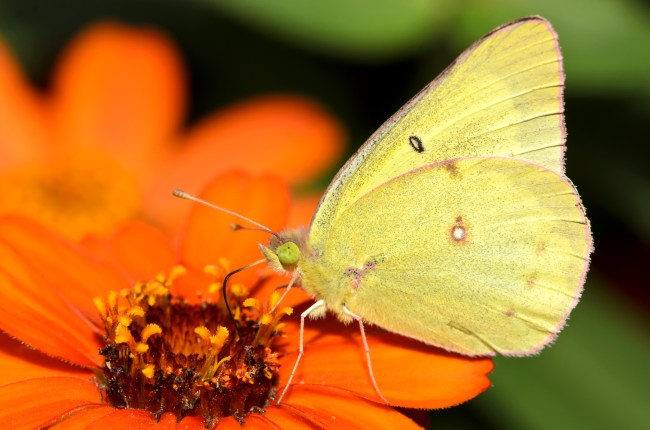 Orange Sulfur butterfly