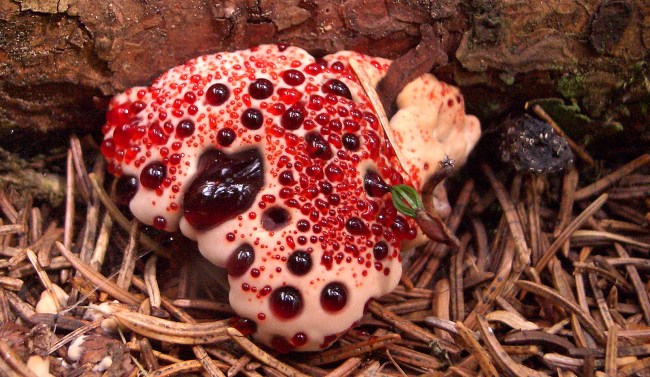 Devil's Tooth (Hydnellum peckii)