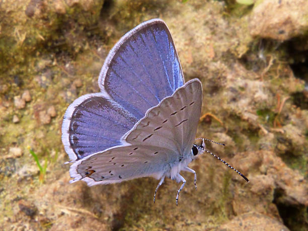 Spring azure butterfly