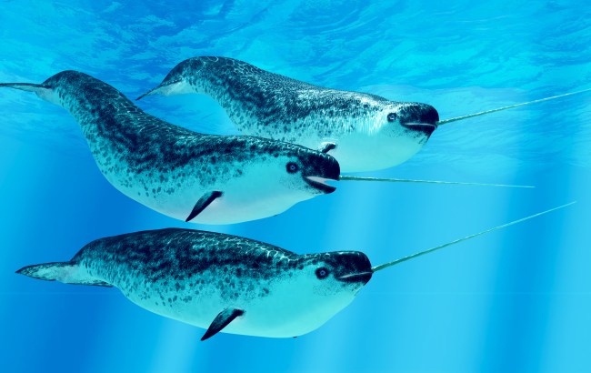 Narwhal
