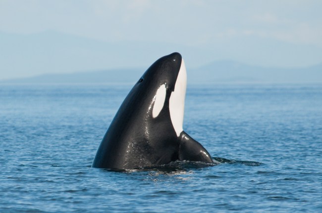 Orca whale