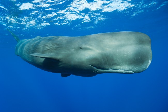 Sperm Whale