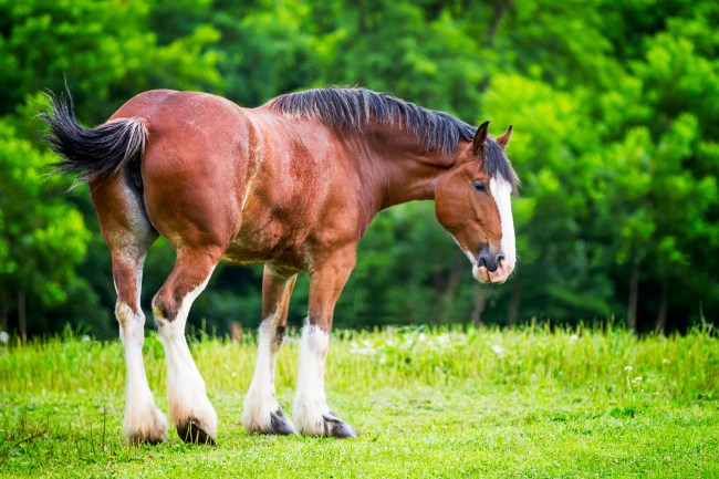 A Clydesdale turned back toward camera.