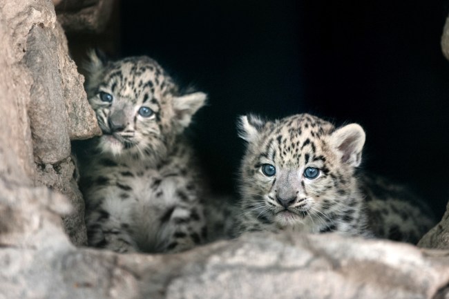A pair of snow leopard cubs sitting at the edge of the rocky entrance to a cave