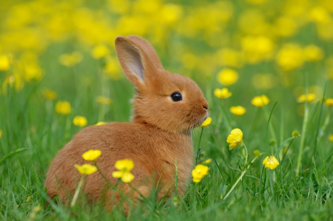 Baby rabbit (bunny) in spring flower meadow. Bavaria, Germany.