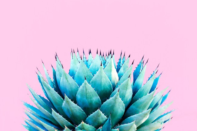 A spiky blue agave (American aloe) plant against a pink background.