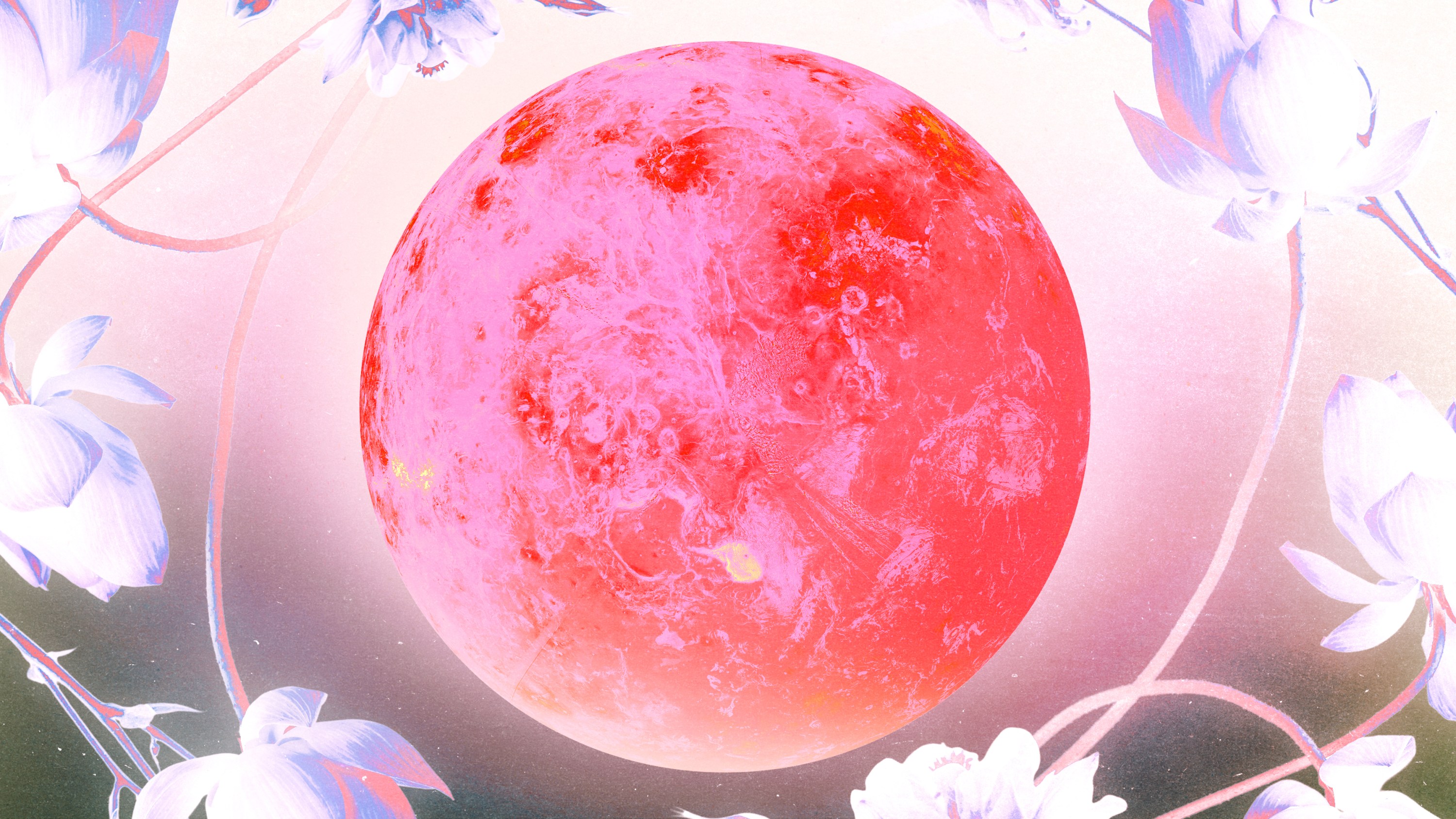 A bright pink planet Venus surrounded by light purple flowers